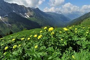 28 Fioriture di botton d'oro con vista sulla Val di Scalve